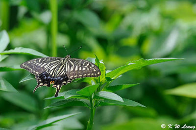 Papilio xuthus DSC_7532