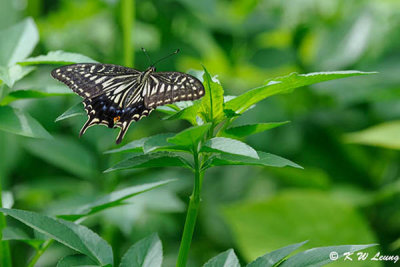 Papilio xuthus DSC_7529