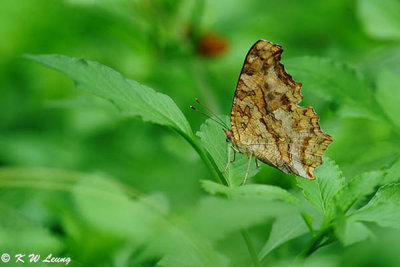 Polygonia C-aureum DSC_7553