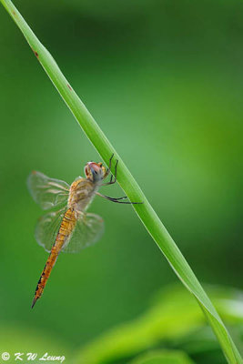 Dragonfly DSC_7506