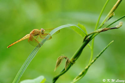 Dragonfly DSC_7512