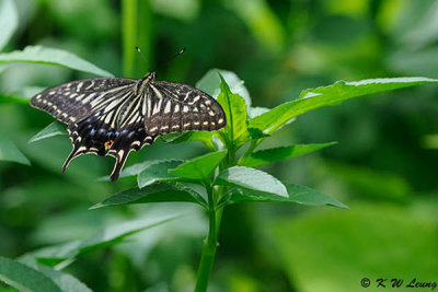 Papilio xuthus DSC_7537