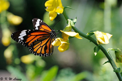 Danaus genutia DSC_8531