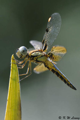 Dragonfly DSC_8583