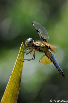 Dragonfly DSC_8593
