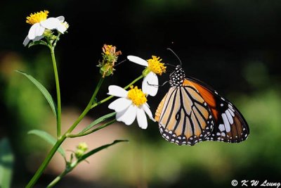 Danaus genutia DSC_9844