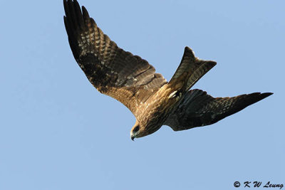 Black Kite DSC_2348