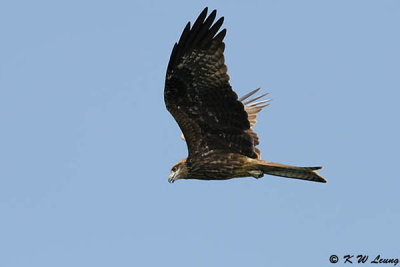 Black Kite DSC_1967