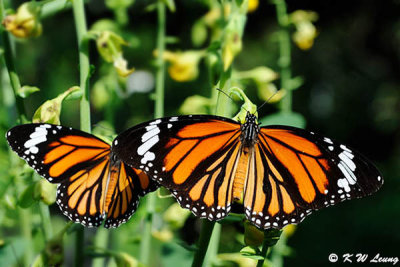 Danaus genutia DSC_2837