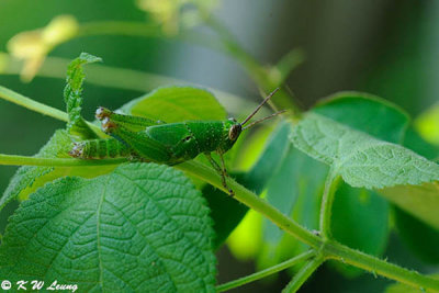 Grasshopper DSC_2888