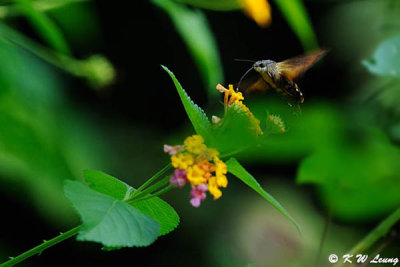 Macroglossum insipida DSC_4704