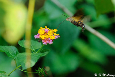 Macroglossum insipida DSC_4736