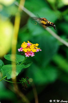 Macroglossum insipida DSC_4746