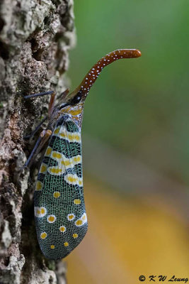 Lantern Fly DSC_1114