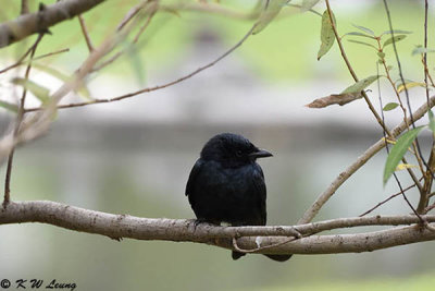 Black Drongo DSC_1874