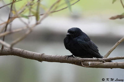 Black Drongo DSC_1870