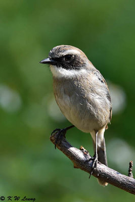 Gray Bushchat DSC_3366