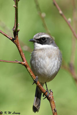 Gray Bushchat (灰林䳭)