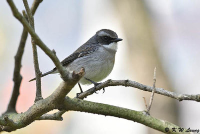 Gray Bushchat DSC_3271