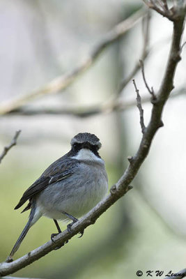 Gray Bushchat DSC_3121