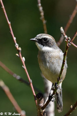 Gray Bushchat DSC_3380