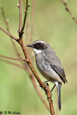 Gray Bushchat DSC_3307