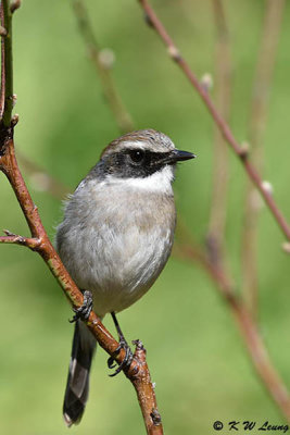 Gray Bushchat DSC_3348