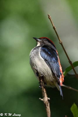 Scarlet-backed Flowerpecker DSC_3793