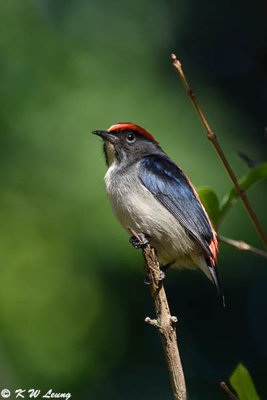 Scarlet-backed Flowerpecker DSC_3735