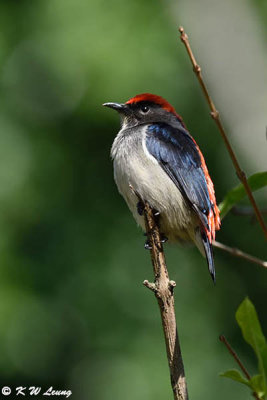 Scarlet-backed Flowerpecker DSC_3789