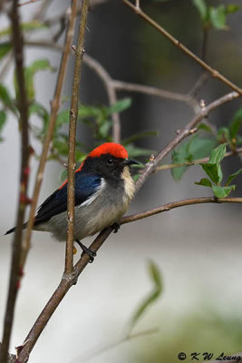 Scarlet-backed Flowerpecker DSC_4616