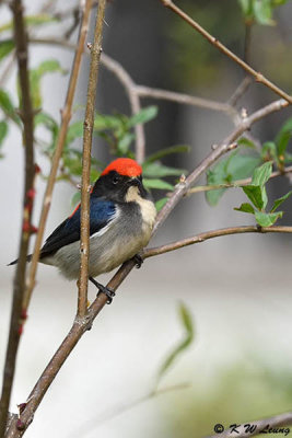 Scarlet-backed Flowerpecker DSC_4618