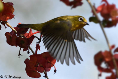 Japanese White-eye DSC_6736