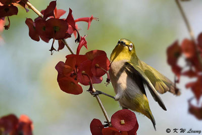 Japanese White-eye DSC_6763