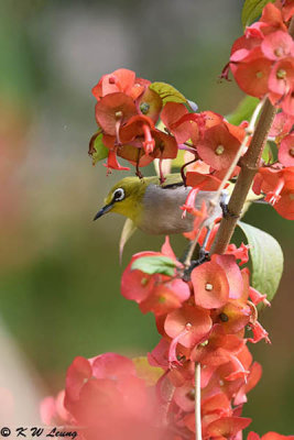 Japanese White-eye DSC_7600