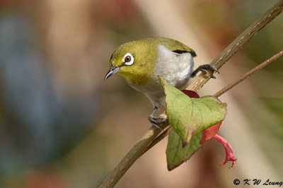 Japanese White-eye DSC_7276