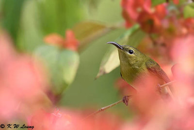 Fork-tailed Sunbird DSC_7618