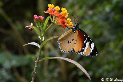 Danaus chysippus DSC_9371