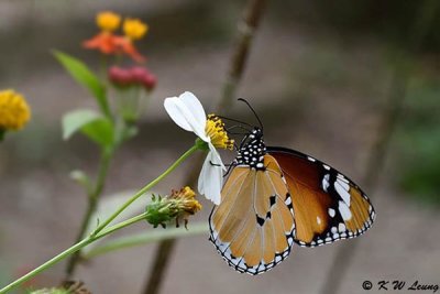 Danaus chysippus DSC_9359