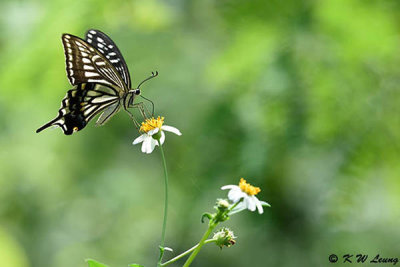 Papilio xuthus DSC_4080
