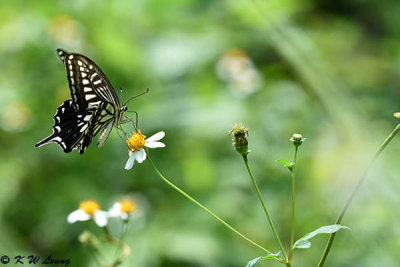 Papilio xuthus DSC_4086