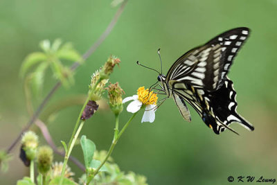 Papilio xuthus DSC_4060
