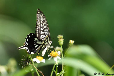 Papilio xuthus DSC_3995