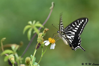 Papilio xuthus DSC_4036