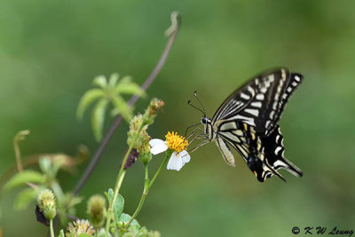 Papilio xuthus DSC_4032