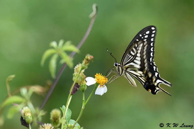 Papilio xuthus DSC_4025