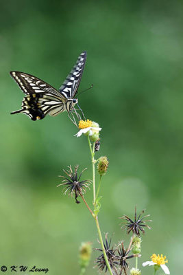 Papilio xuthus DSC_4015