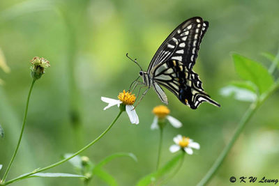 Papilio xuthus DSC_4075