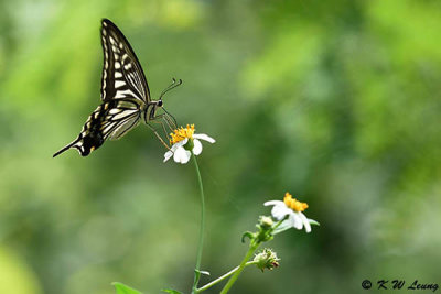 Papilio xuthus DSC_4079