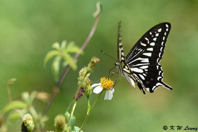 Papilio xuthus DSC_4040